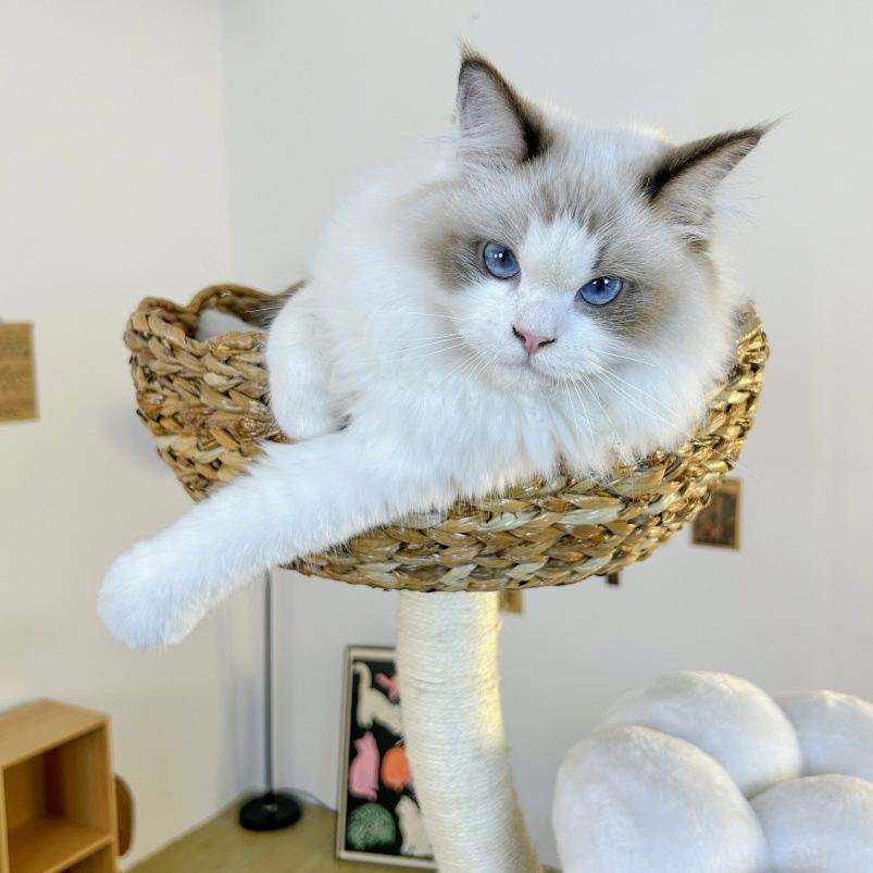 Luxury Cat Tree Tower Classic Large Wood Cat Scratching Post Unique Condo Furniture Pet Gift for Cat Lovers