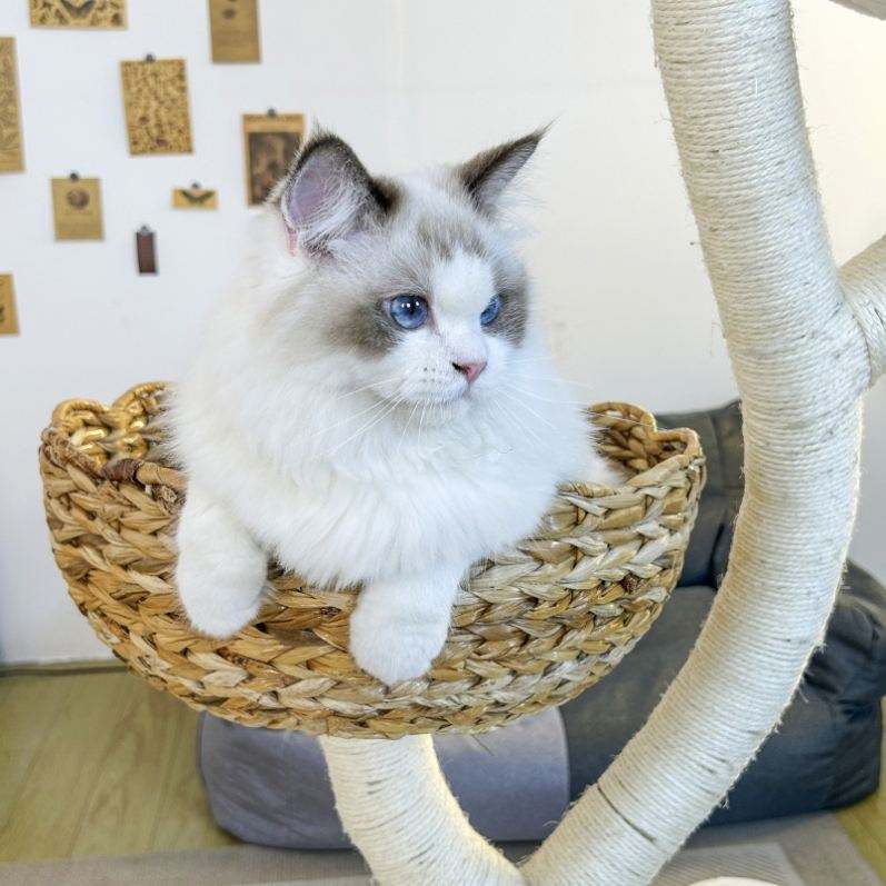 Luxury Cat Tree Tower Classic Large Wood Cat Scratching Post Unique Condo Furniture Pet Gift for Cat Lovers