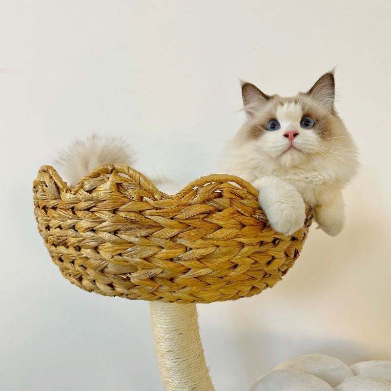 Luxury Cat Tree Tower Classic Large Wood Cat Scratching Post Unique Condo Furniture Pet Gift for Cat Lovers
