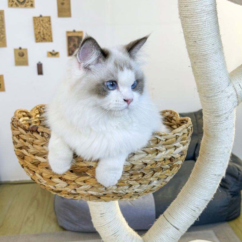Natural Plantain Leaf Weaving Cat Climbing Frame Tree House Modern Luxury Tower Scratching Pillar Cat Tree